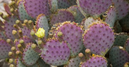 purple opuntia prickly pear cactus yellow flower