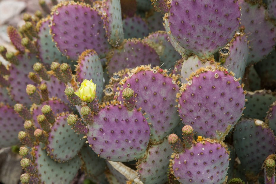 purple opuntia prickly pear cactus yellow flower