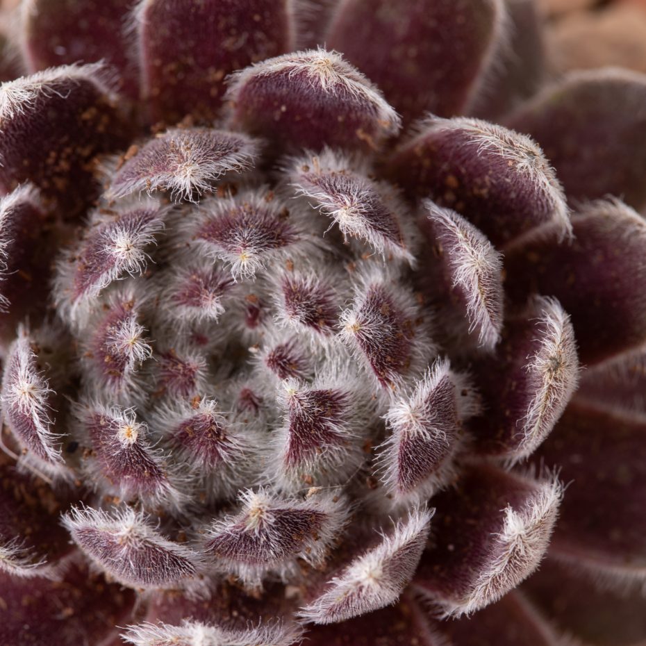 purple cold hardy sempervivum