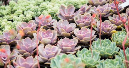 buying succulents local nursery purple green