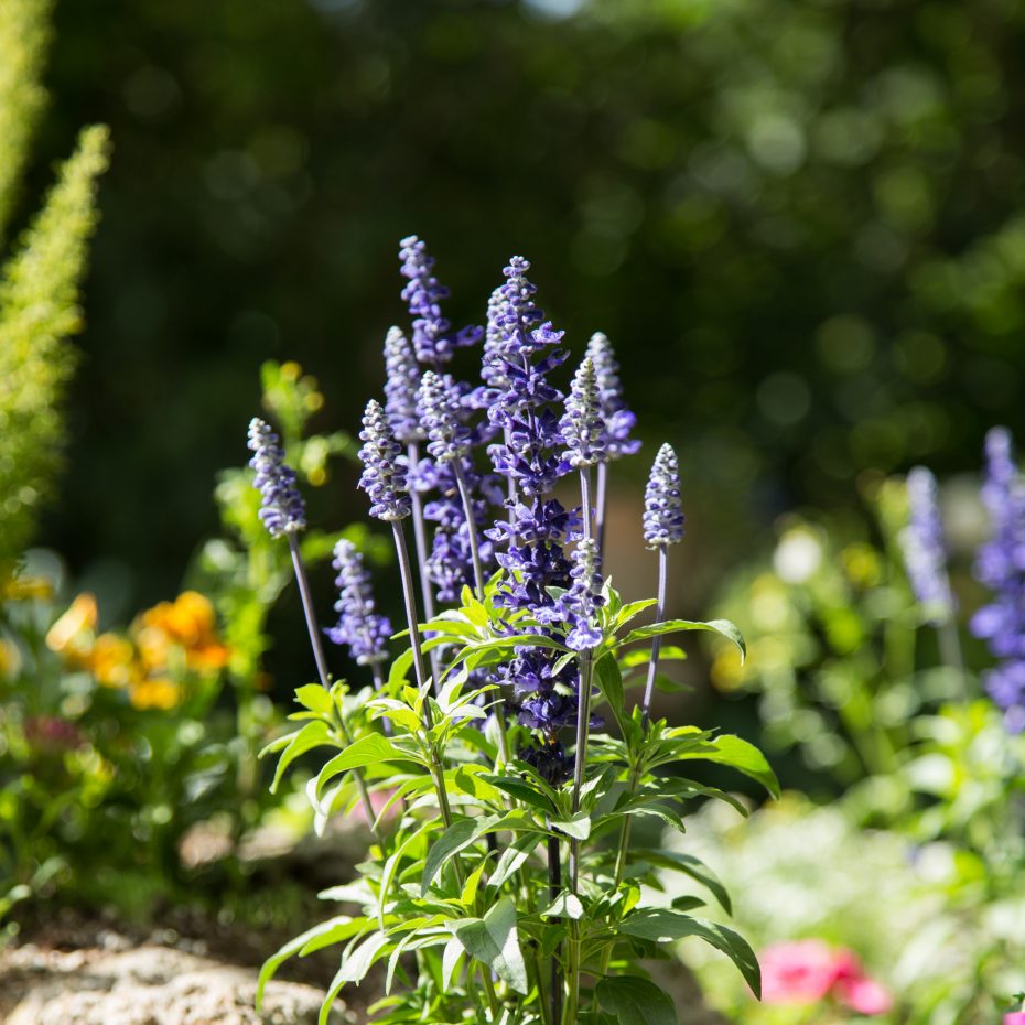 purple flowers succulent best light