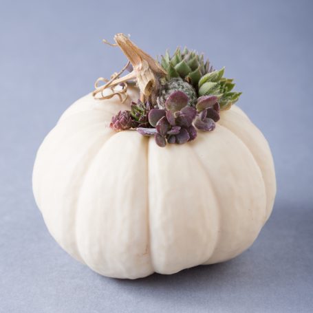 purple green succulents pumpkin