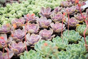 purple green succulents to buy