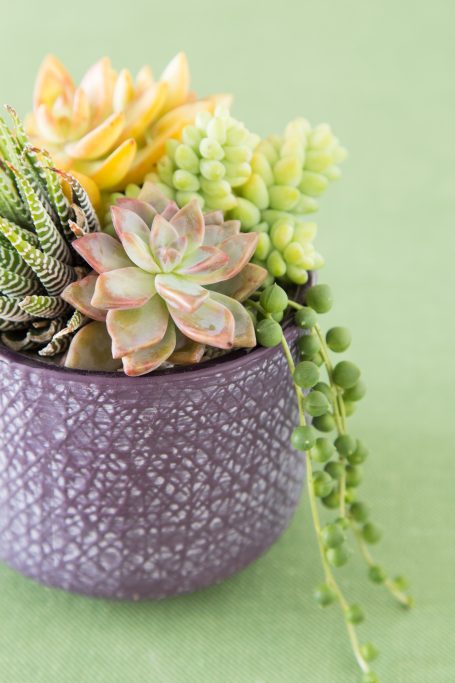 purple textured ceramic pot filled with succulents zebra ghost pearls burrito