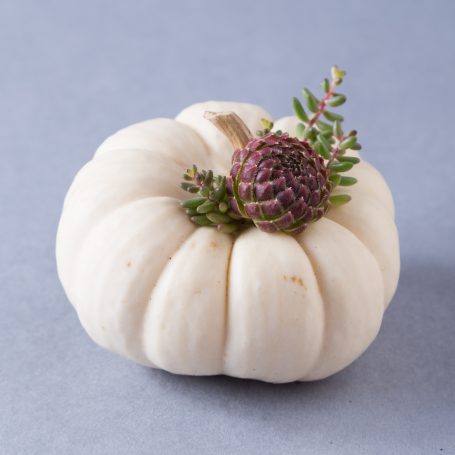 purple sempervivum white pumpkin