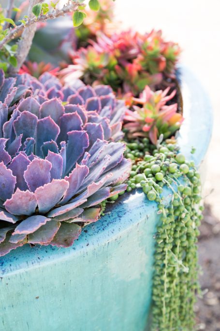 purple succulent blue planter tips photos