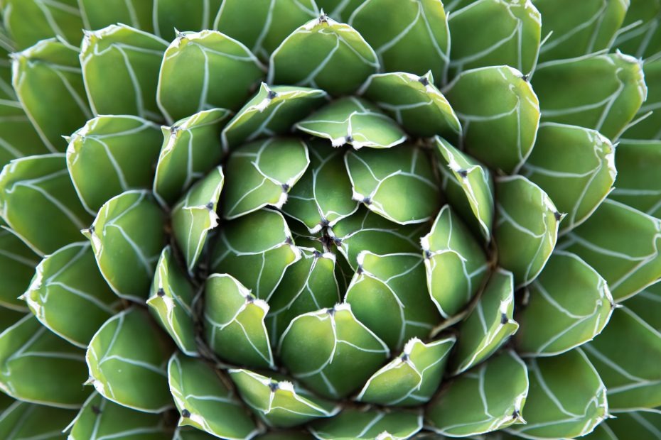 close up queen victoria agave succulent