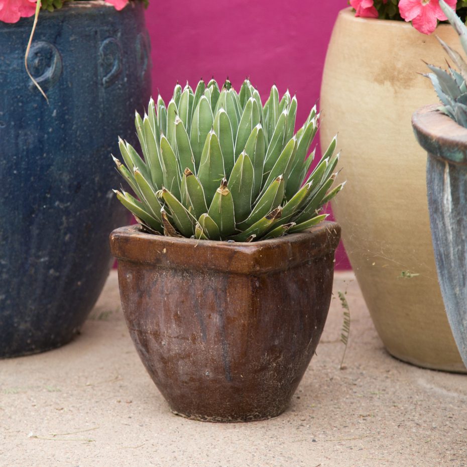 Queen Victoria Agave brown pot