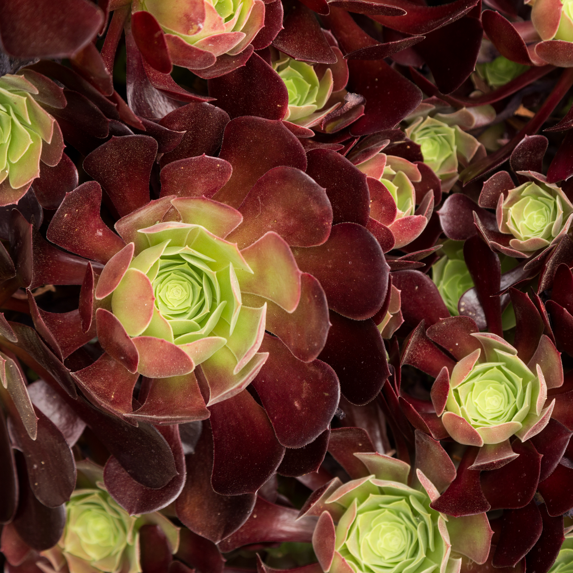 red green aeoniums huntington gardens outdoors