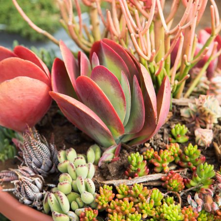 red green succulent arrangement tips flapjacks kalanchoe luciae cotelydon tomentosa bear paws zebra plant pork beans sedum rubrotinctum sticks on fire