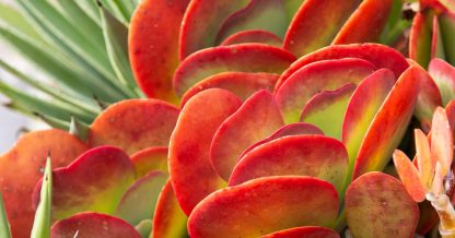 flapjacks kalanchoe succulent