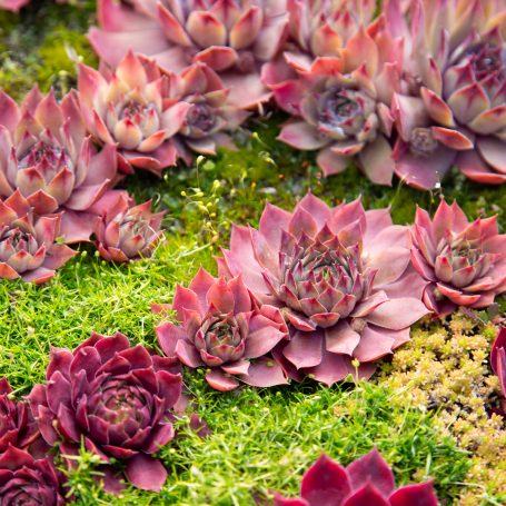 bright red purple sempervivum hens chicks green moss winter dormant