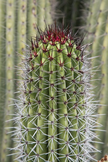 purple white spines cactus green