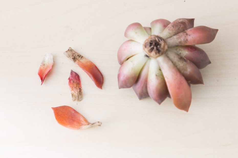 remove dead leaves from succulent cuttings before planting