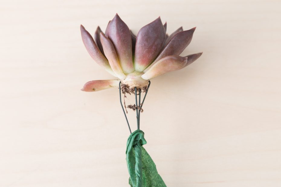 remove floral tape from wire on succulent cutting