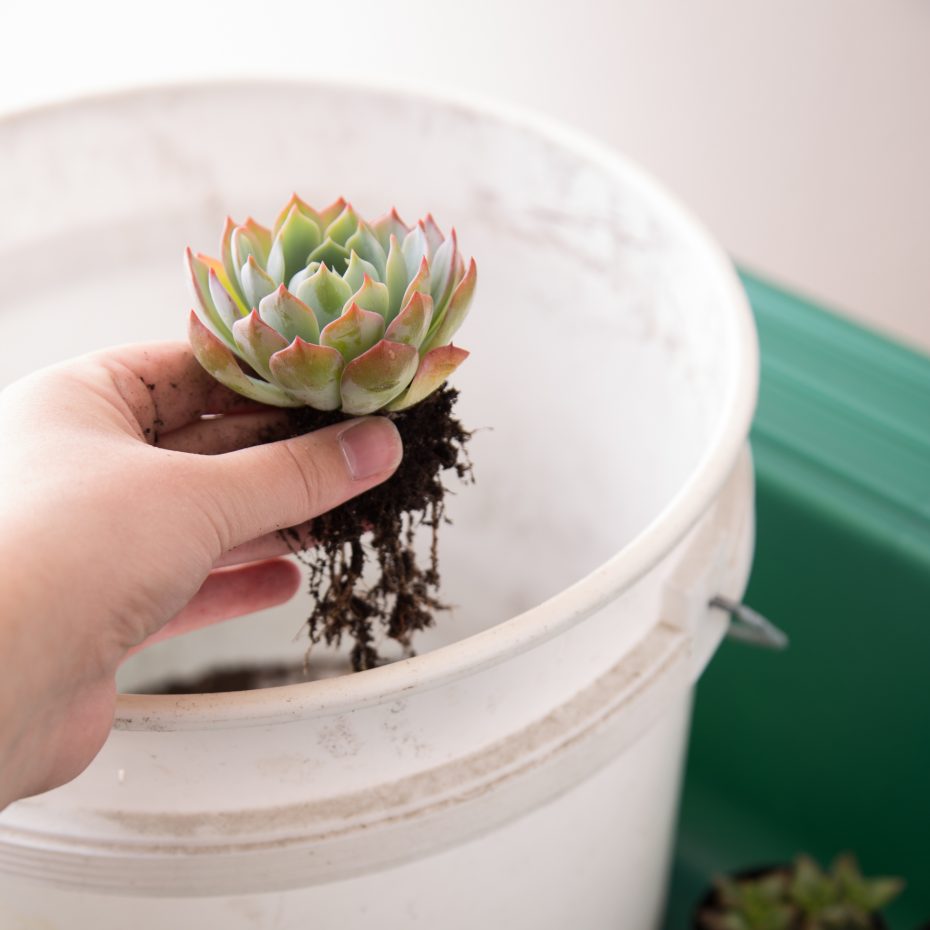 remove soil from succulent roots