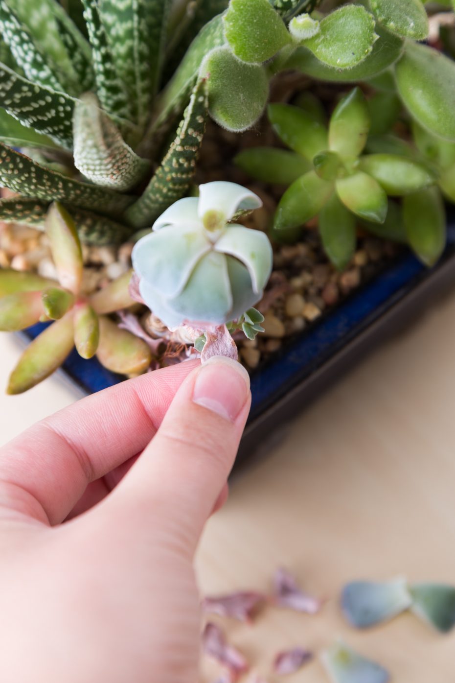 remove dried leaves from succulents to help promote healthy growth