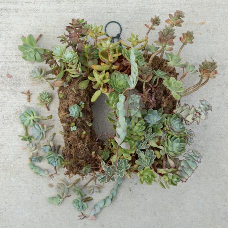 removing succulents from wreath