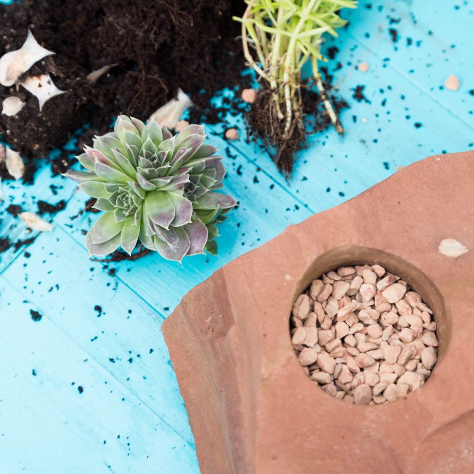 cold hardy succulents to plant in rock planter