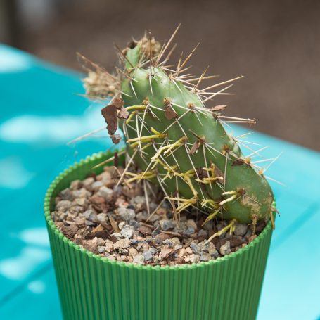 opuntia cactus pad with new roots