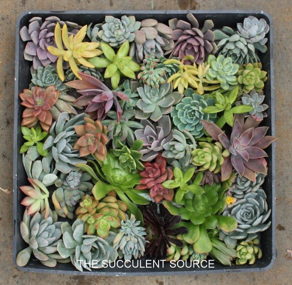 succulent cuttings wedding bouquet gifts