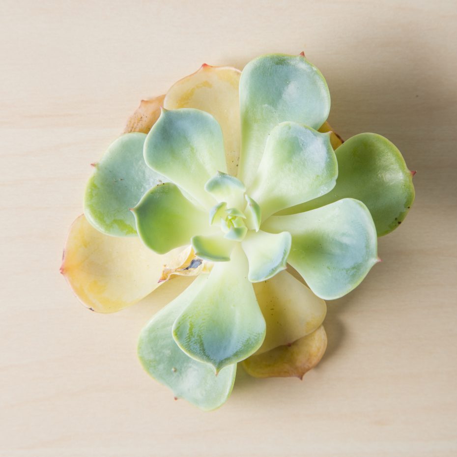 severely over watered echeveria yellow translucent leaves dying