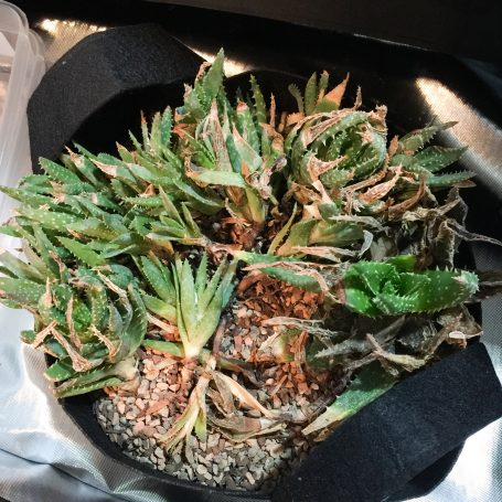 rotting succulents