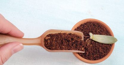 scooping soil onto succulent roots