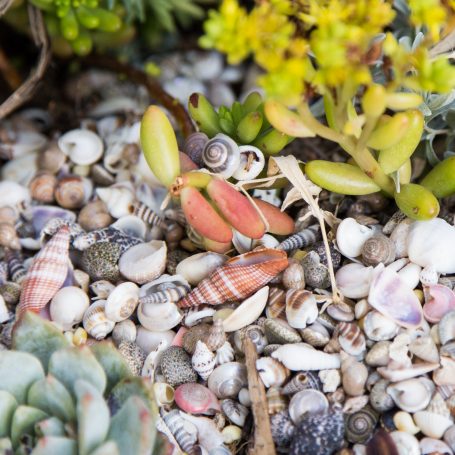sea shells with succulents
