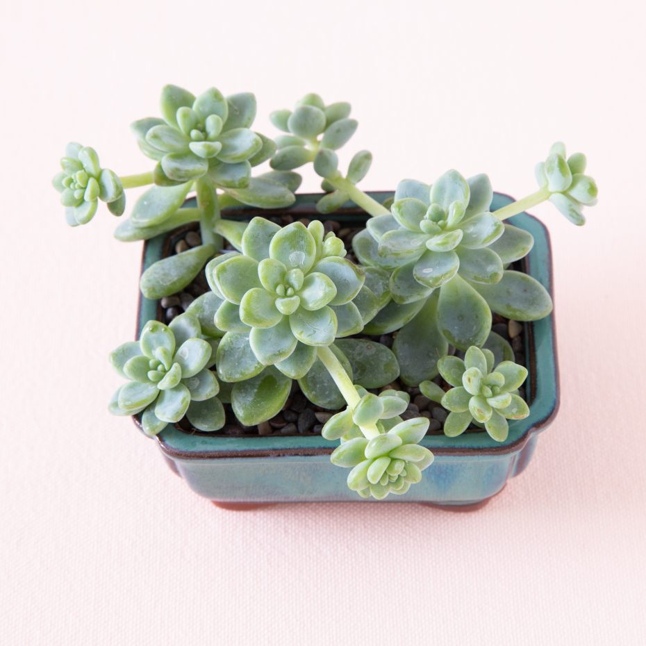 sedum clavatum blue succulent pot planting tips