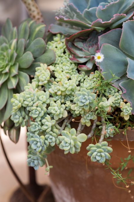 thick sedum clavatum trailing over edge of pot with aeoniums and echeverias