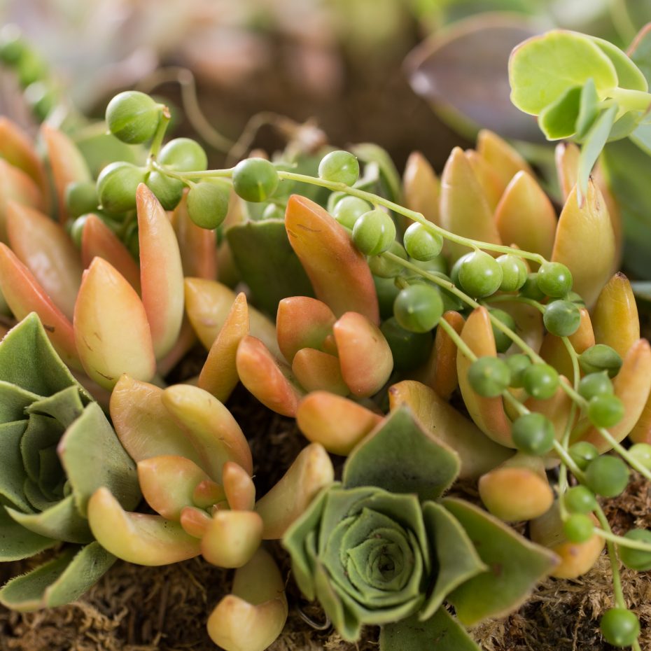 sedum senecio graptoveria moss succulent wreath