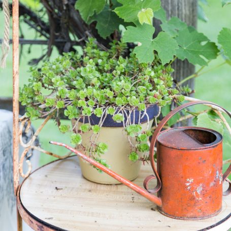 sedums by wateringcan