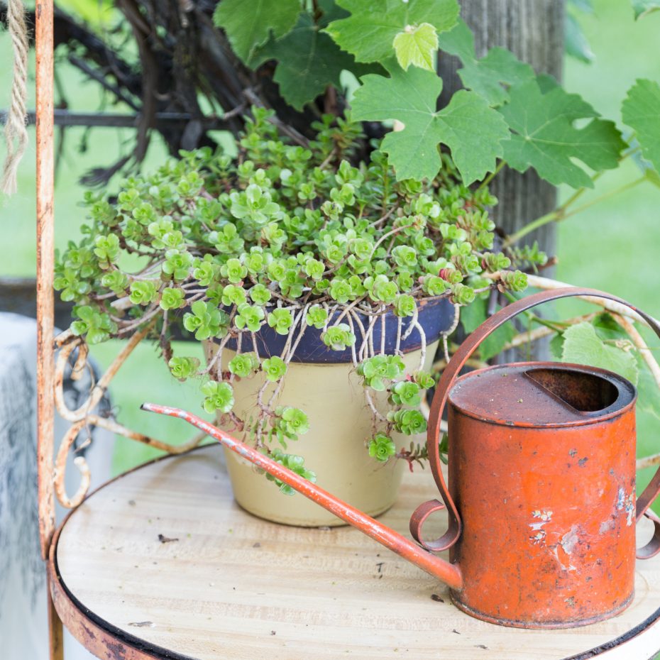 sedums by wateringcan