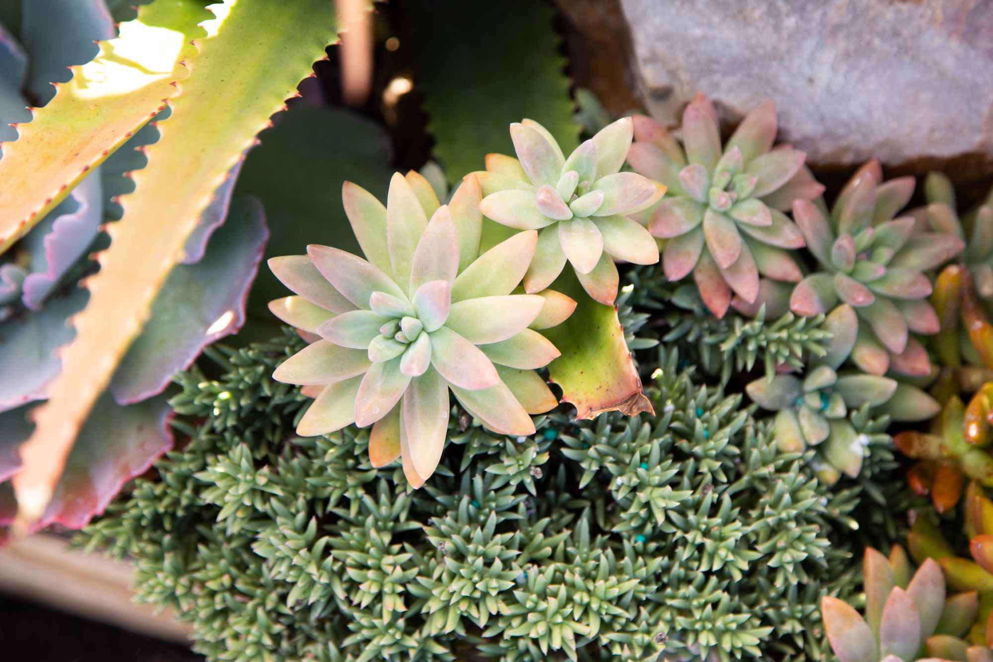 sedums color