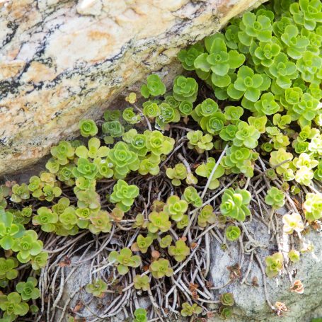 sedums growing between rocks