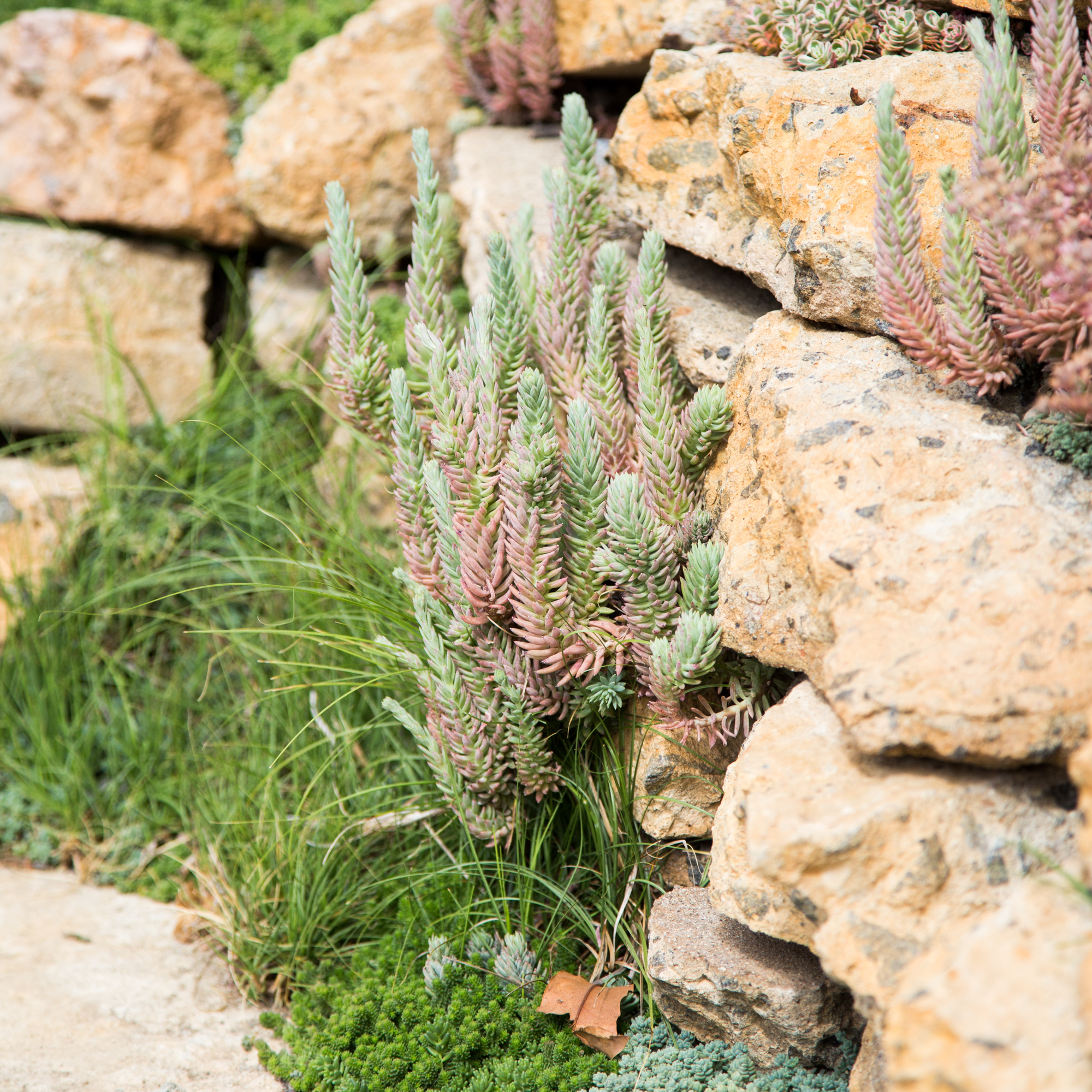 sedums growing in rock