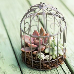 sedums planted mini birdcage