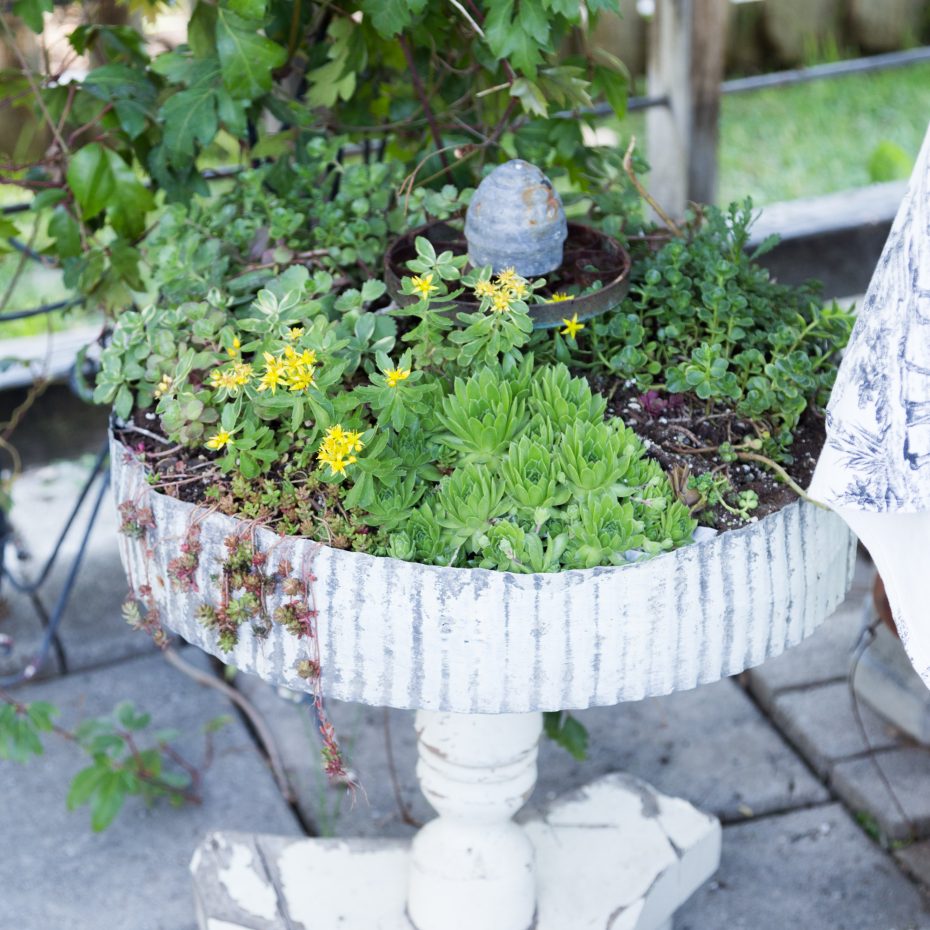 sedums sempervivums outdoor arrangement