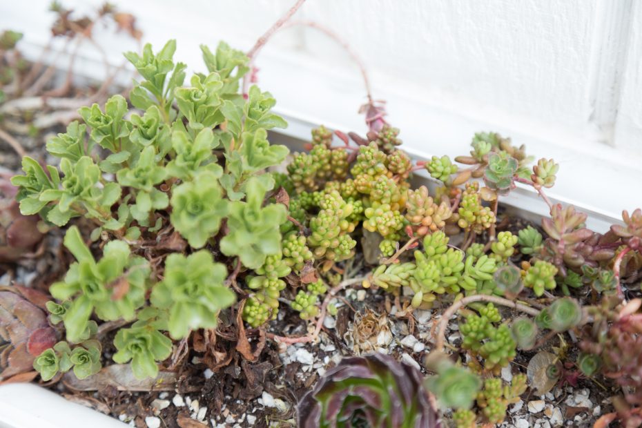 cold hardy sedums spring before fertilizing