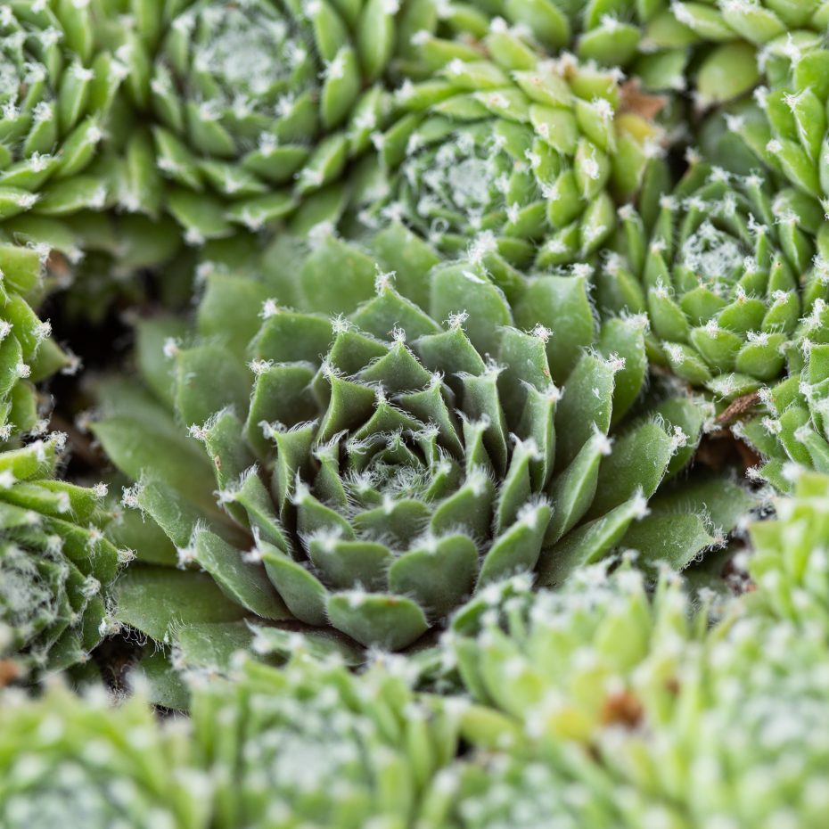 sempervivum arachnoideum produces lots of chicks propagates easily offsets