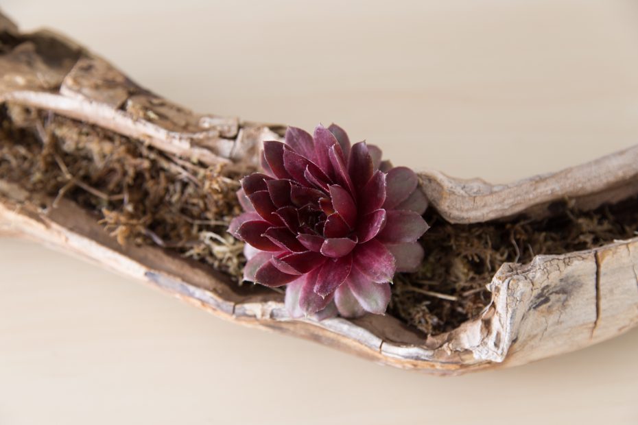 add succulents to driftwood by gluing them to moss