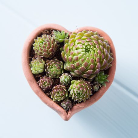 sempervivum hedgehog coconut coir soil terra cotta heart pot