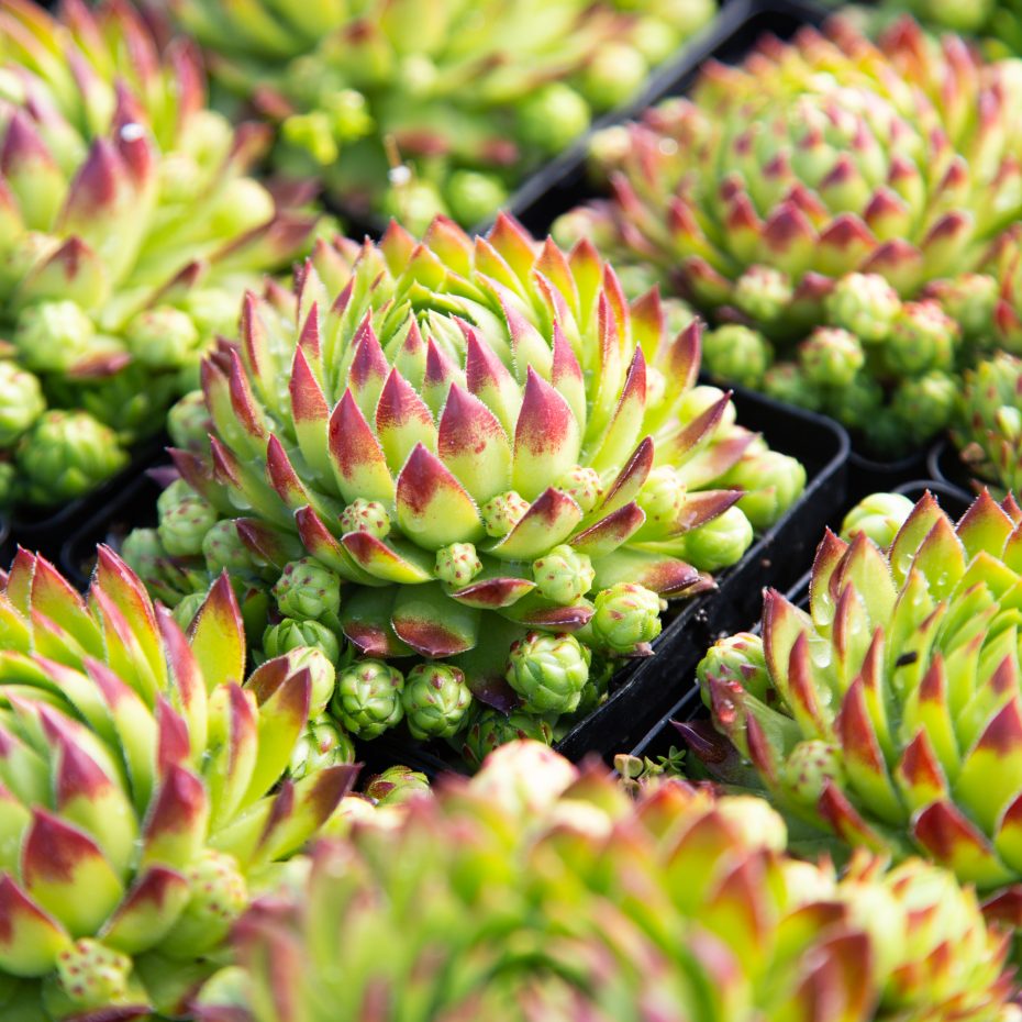 choose succulents with lots of offsets to get the most value when shopping locally