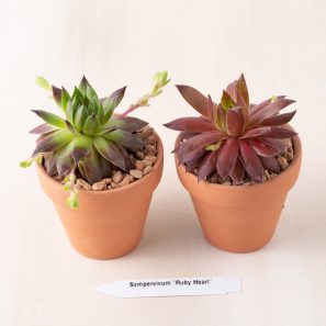 sempervivum ruby heart cold hardy