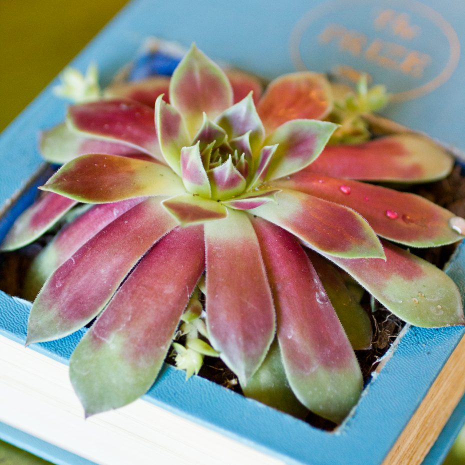 sempervivum succulent planted in blue book