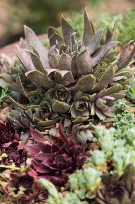 sempervivum hens and chicks close up