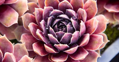 deep purple sempervivum succulent water drops