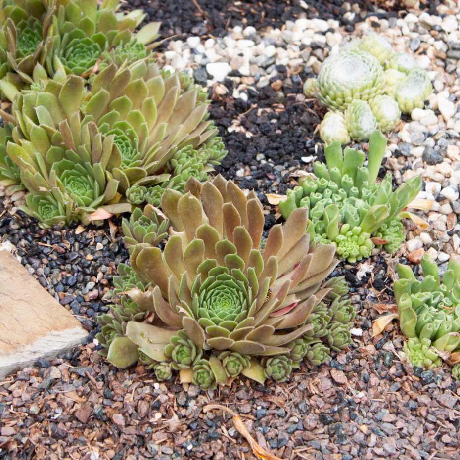 copper green sempervivums rock garden hens chicks winter dormant