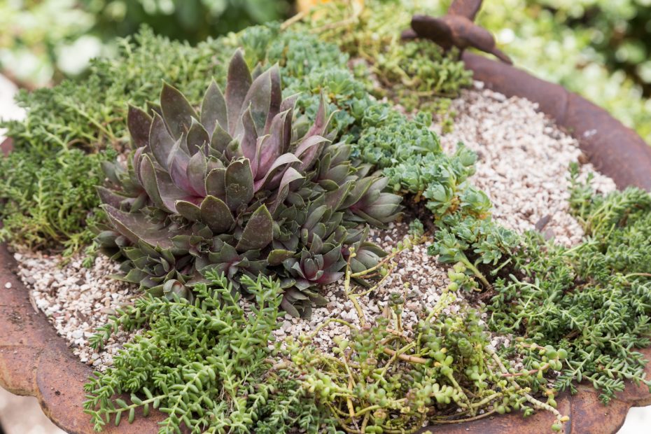 planting sempervivums sedums bird bath planter succulent soil